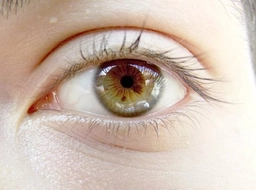 Ela Rengi Anlamı ve Özellikleri