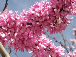 Erguvan Rengi Anlamı ve Özellikleri